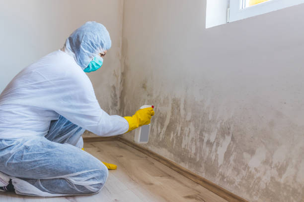 Licensed Mold Remediation service in Canton, NC - WQB Mold Removal